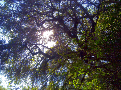 end of sidewalk tree