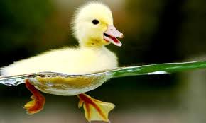 duckling