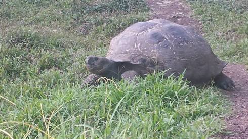 Trail maintenance! For the tortoises, of course.