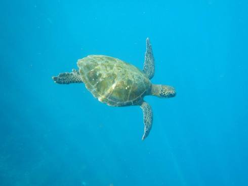 Jeff leant me his underwater camera for one of the snorkeling trips. I'm kinda in love with the footage I was able to get.